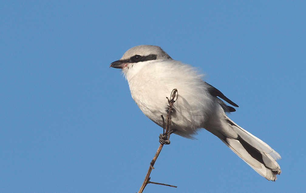 Great Grey Shrike