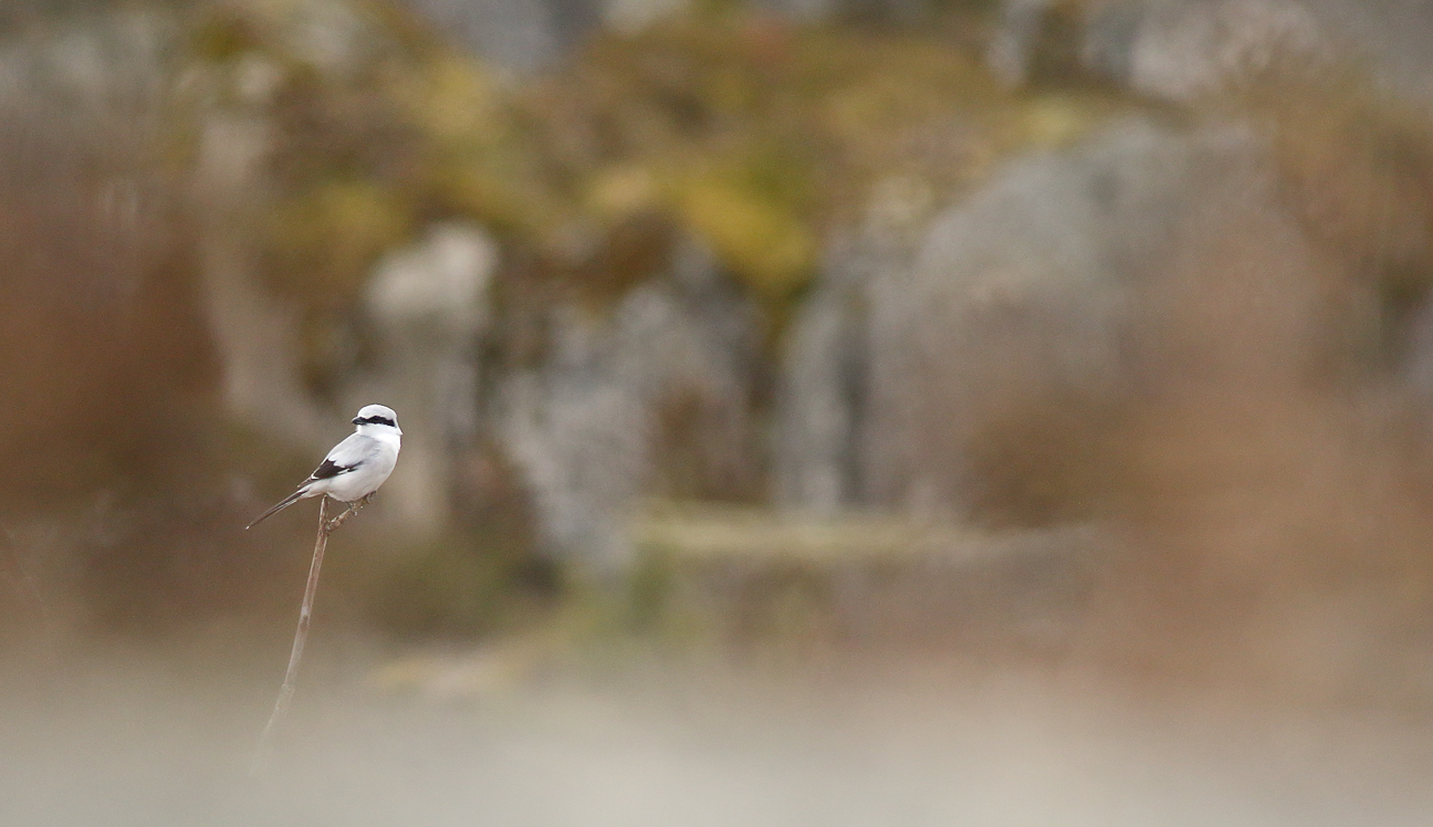 Great grey shrike