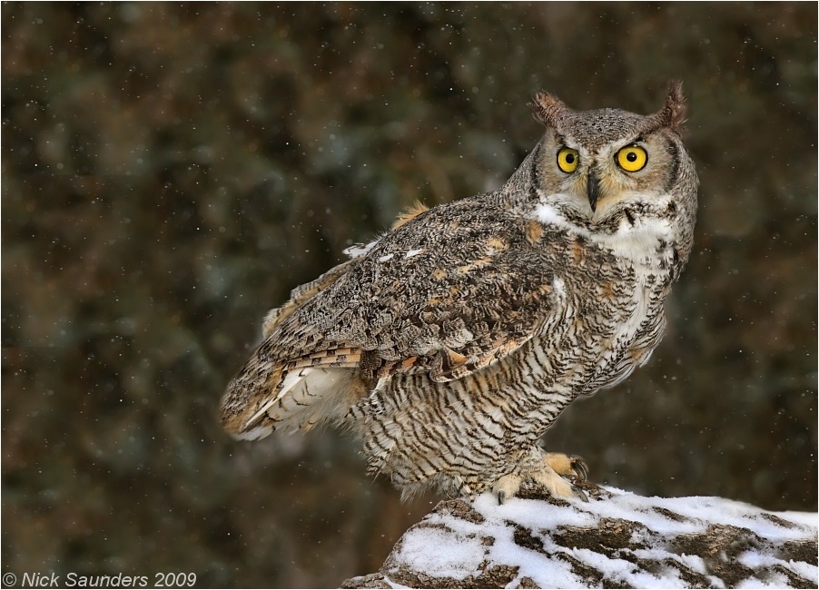 Great Horned Owl