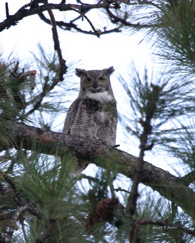 Great Horned Owl