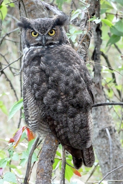 Great Horned Owl