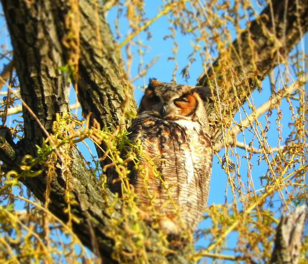 Great horned owl