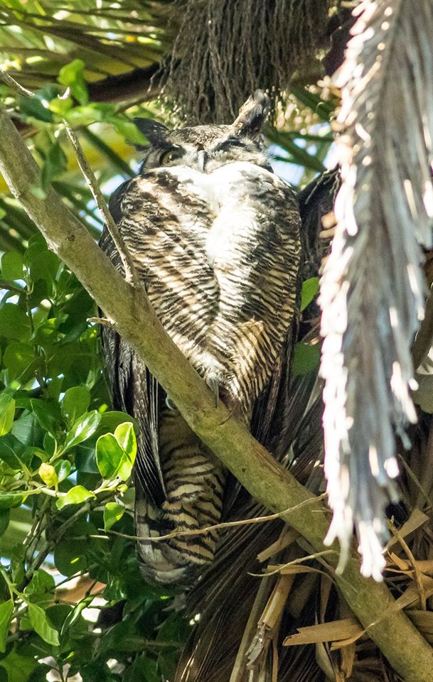 Great Horned Owl