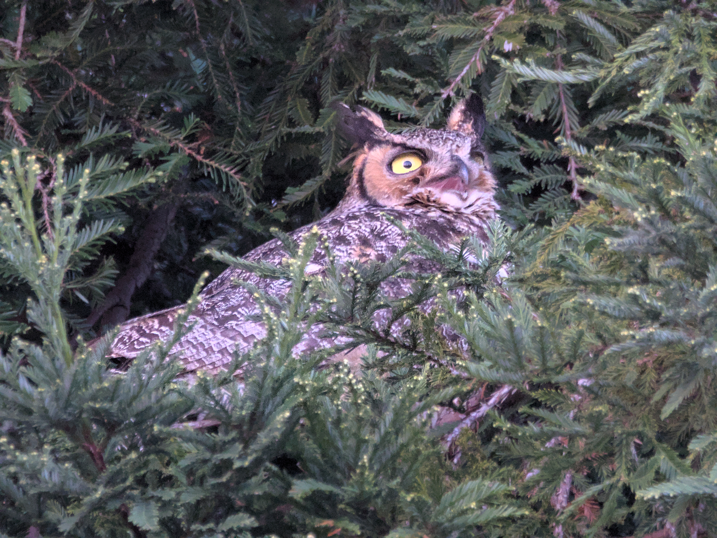 Great Horned Owl