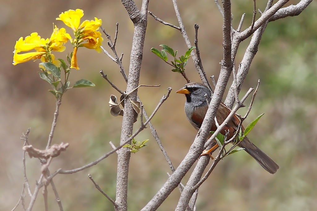 Great Inca-finch