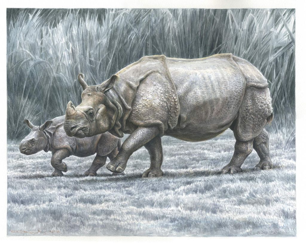 Great Indian rhino