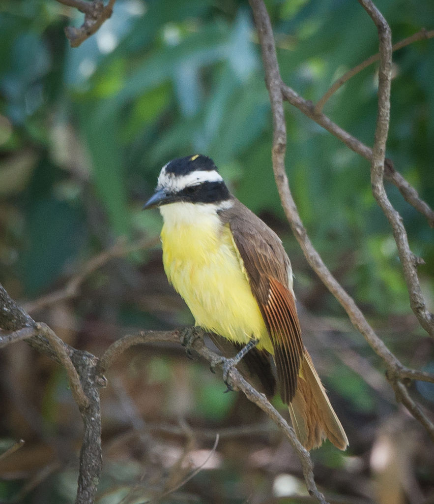 Great Kiskadee