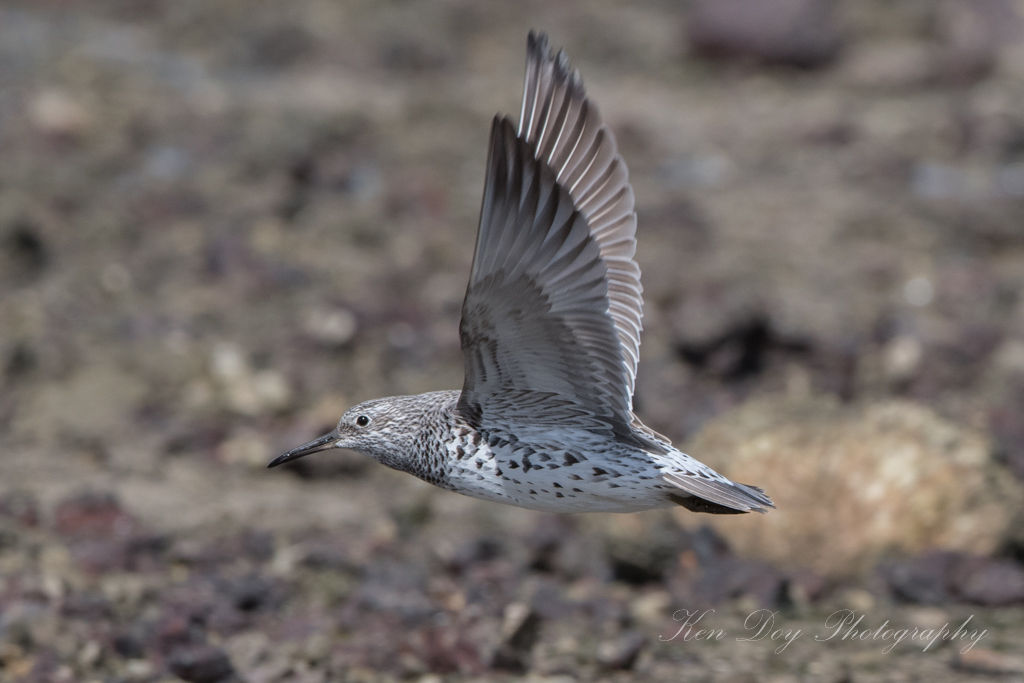 Great Knot