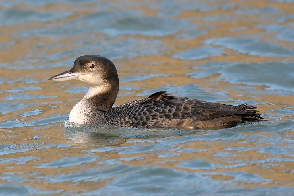 Great Northern Diver