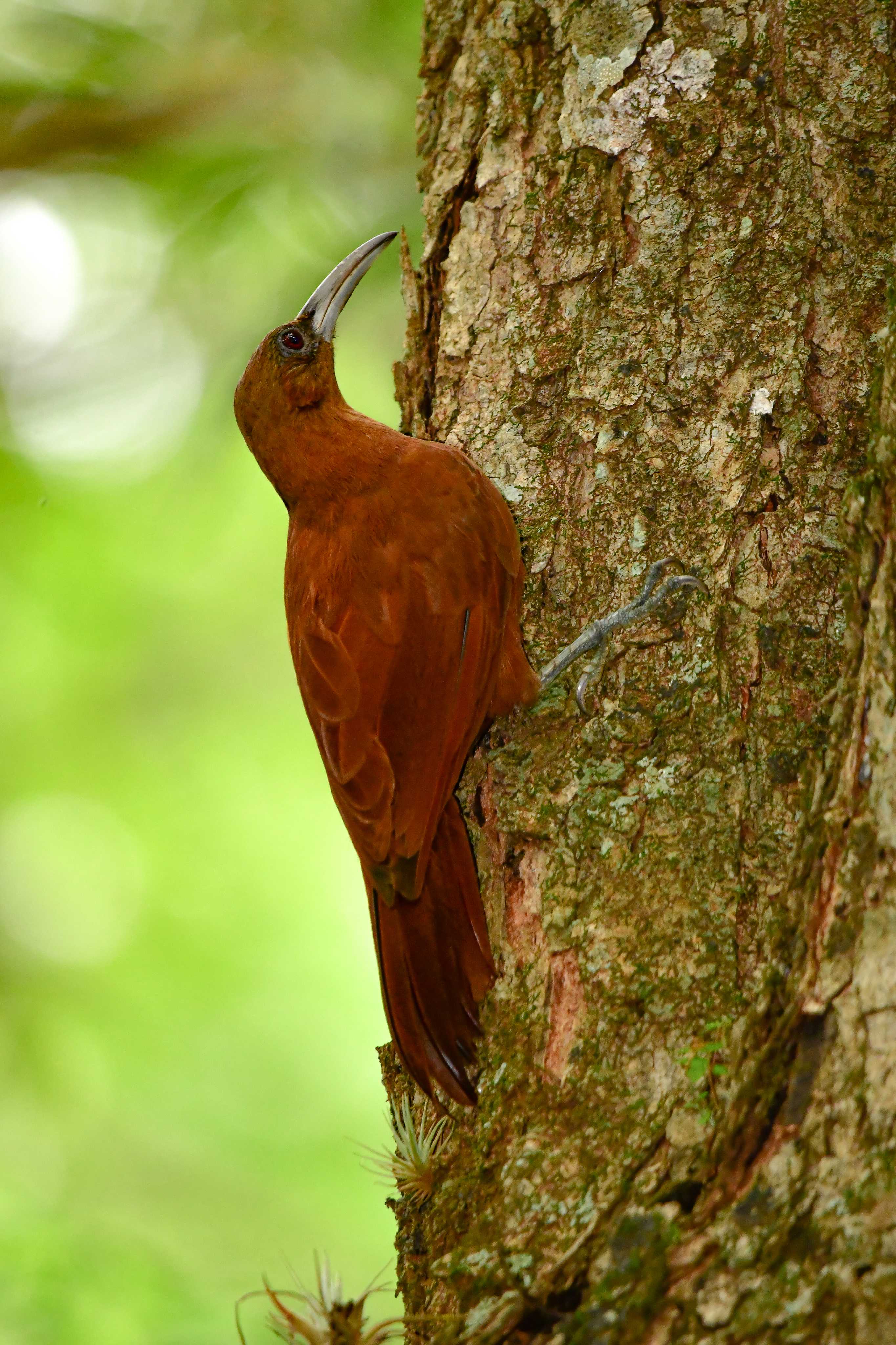 Great Rufous Woodcreeper