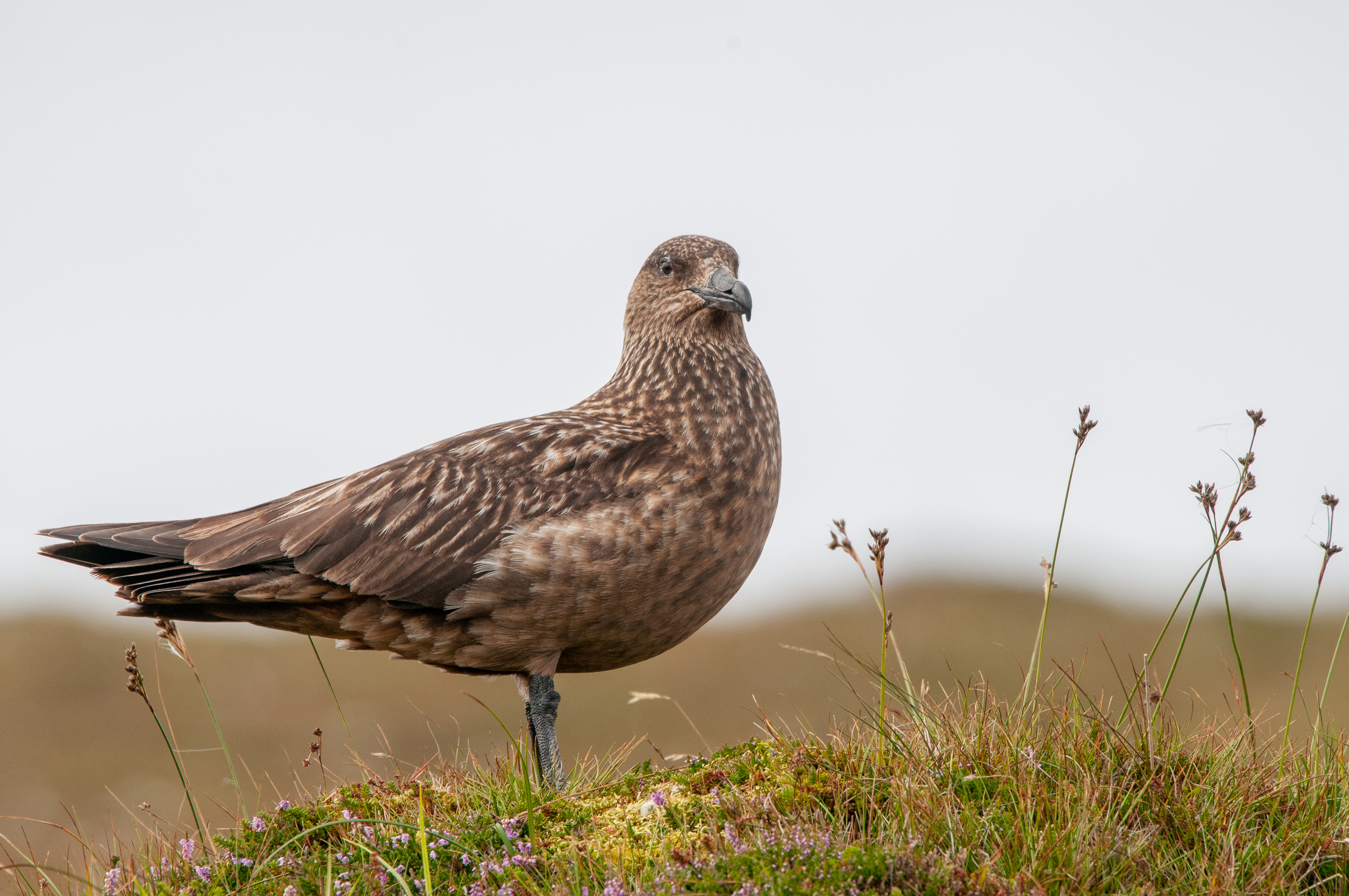 Great Skua (Bonxie)