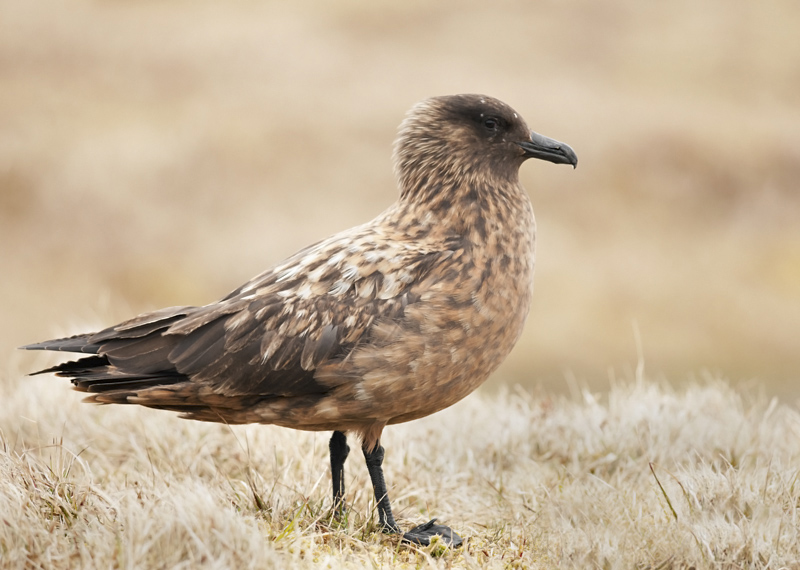 Great Skua