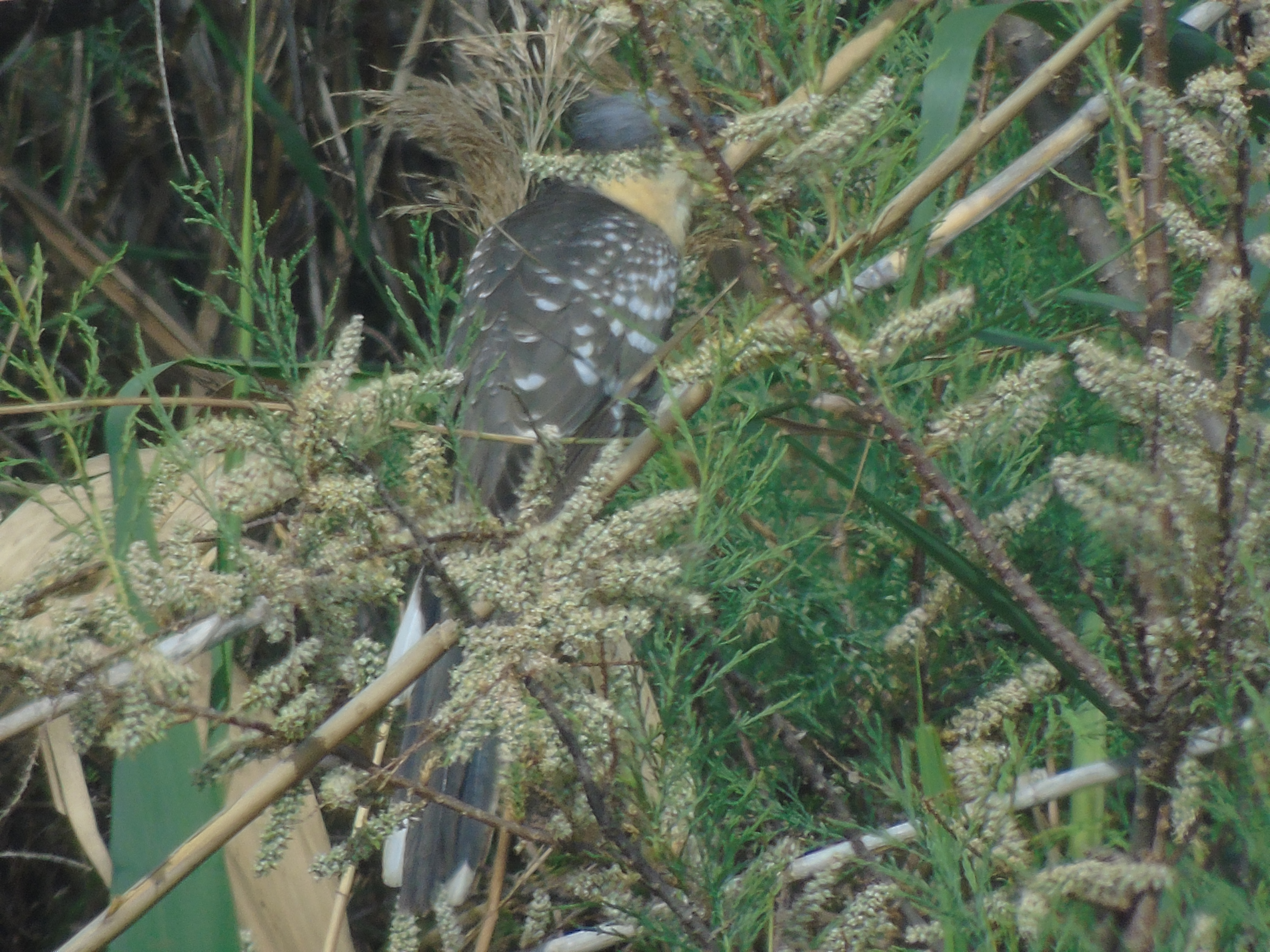 Great spotted cuckoo