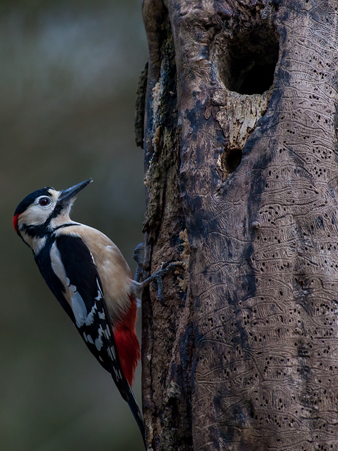 Great spotted wood pecker