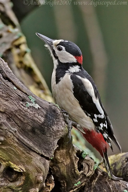 Great Spotted Woodpecker