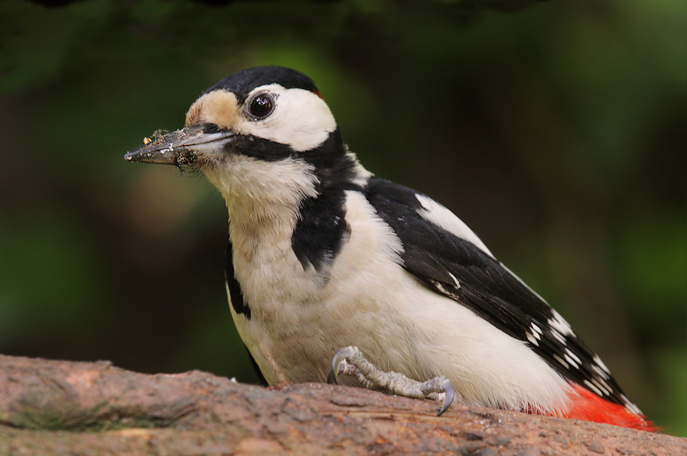 Great Spotted Woodpecker