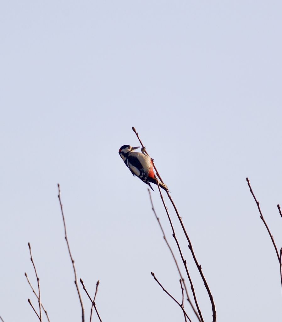 Great spotted woodpecker