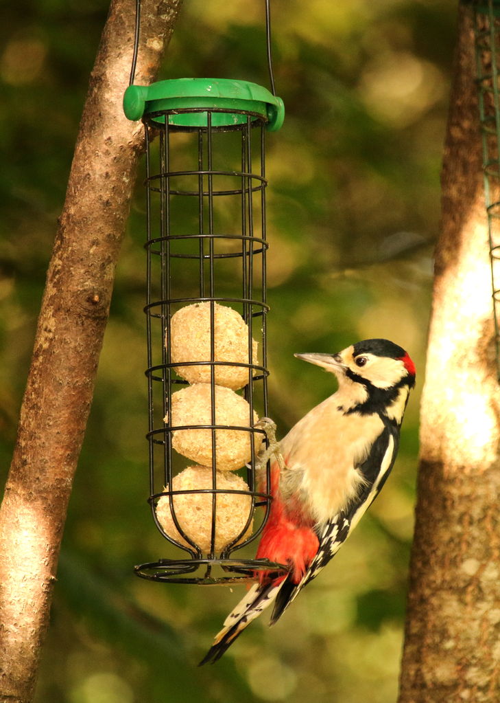 Great spotted Woodpecker