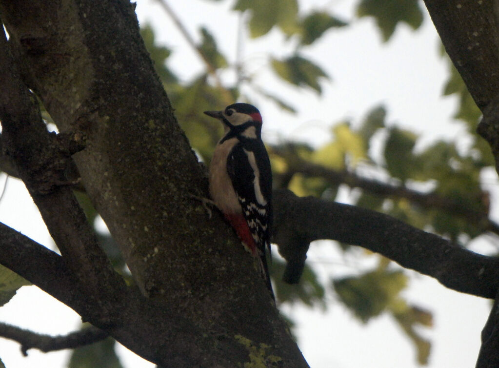 Great Spotted Woodpecker