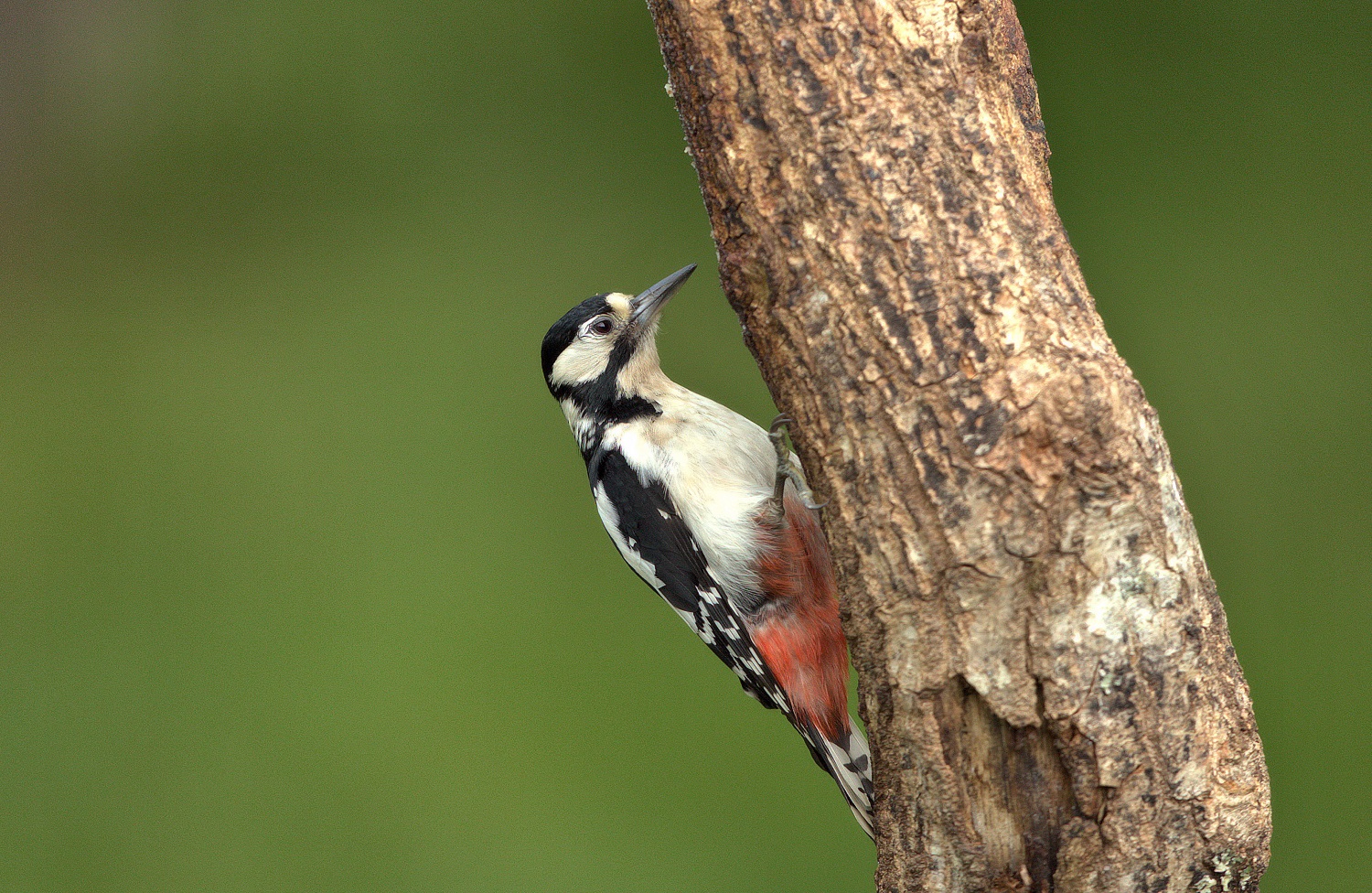 Great spotted woodpecker.