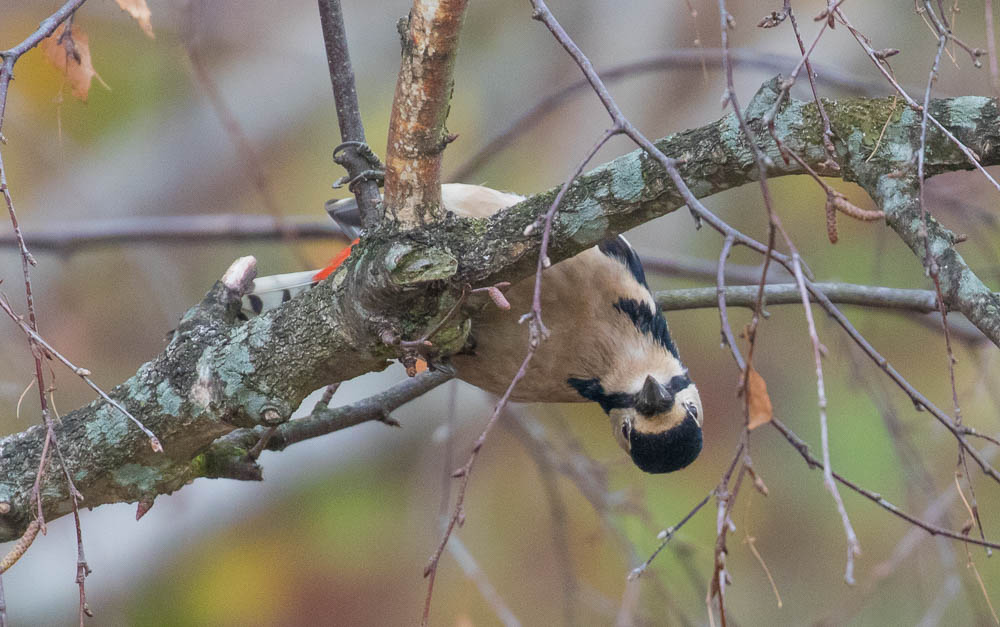 Great Spotted Woodpecker