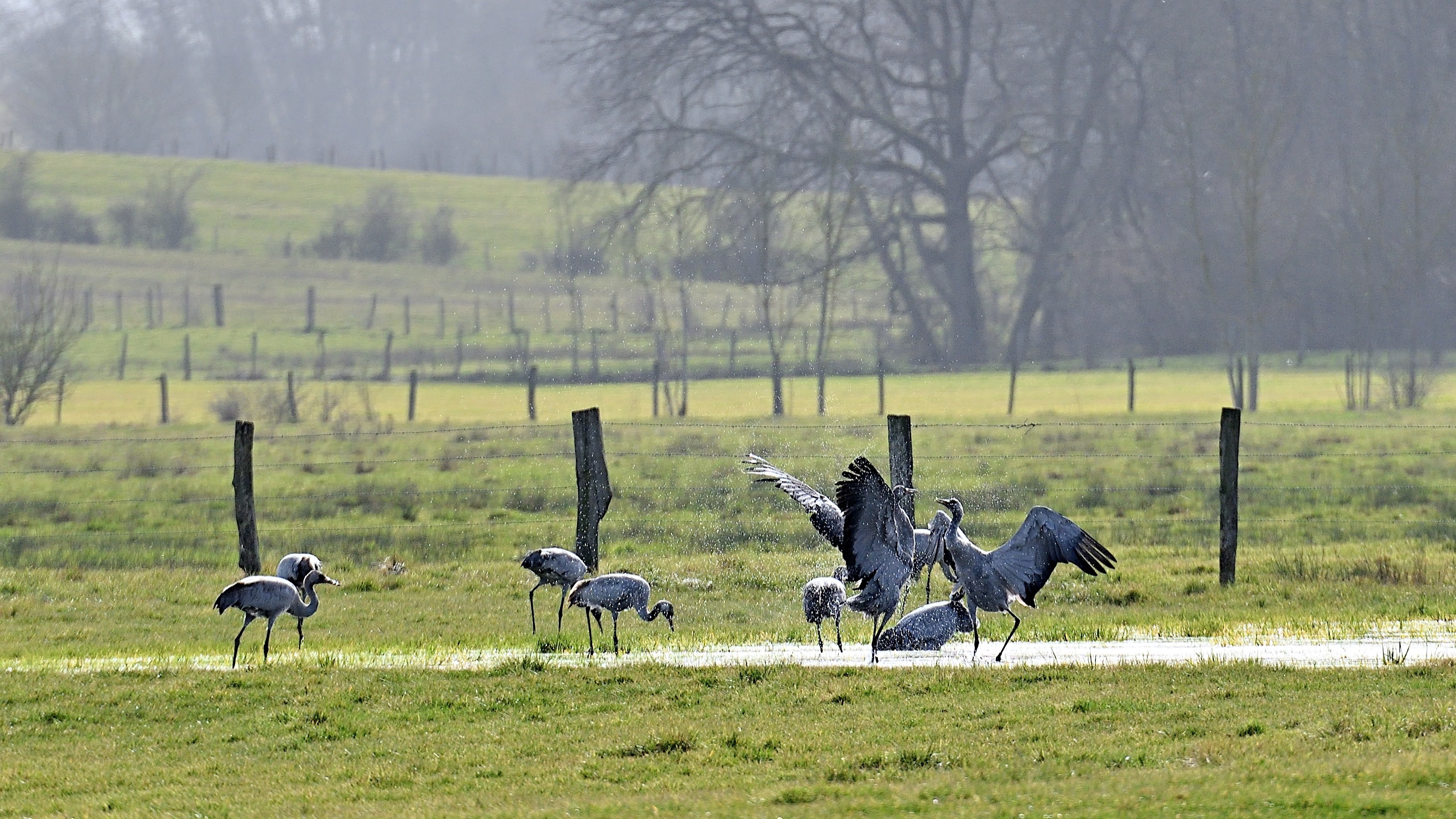 Great spring migration. Danses of cranes