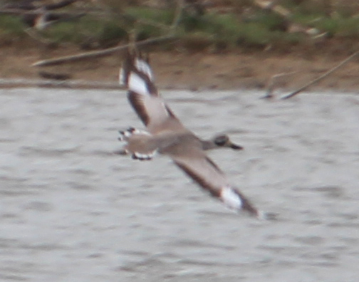 Great Thick-Knee in flight, Yala, Sri Lanka