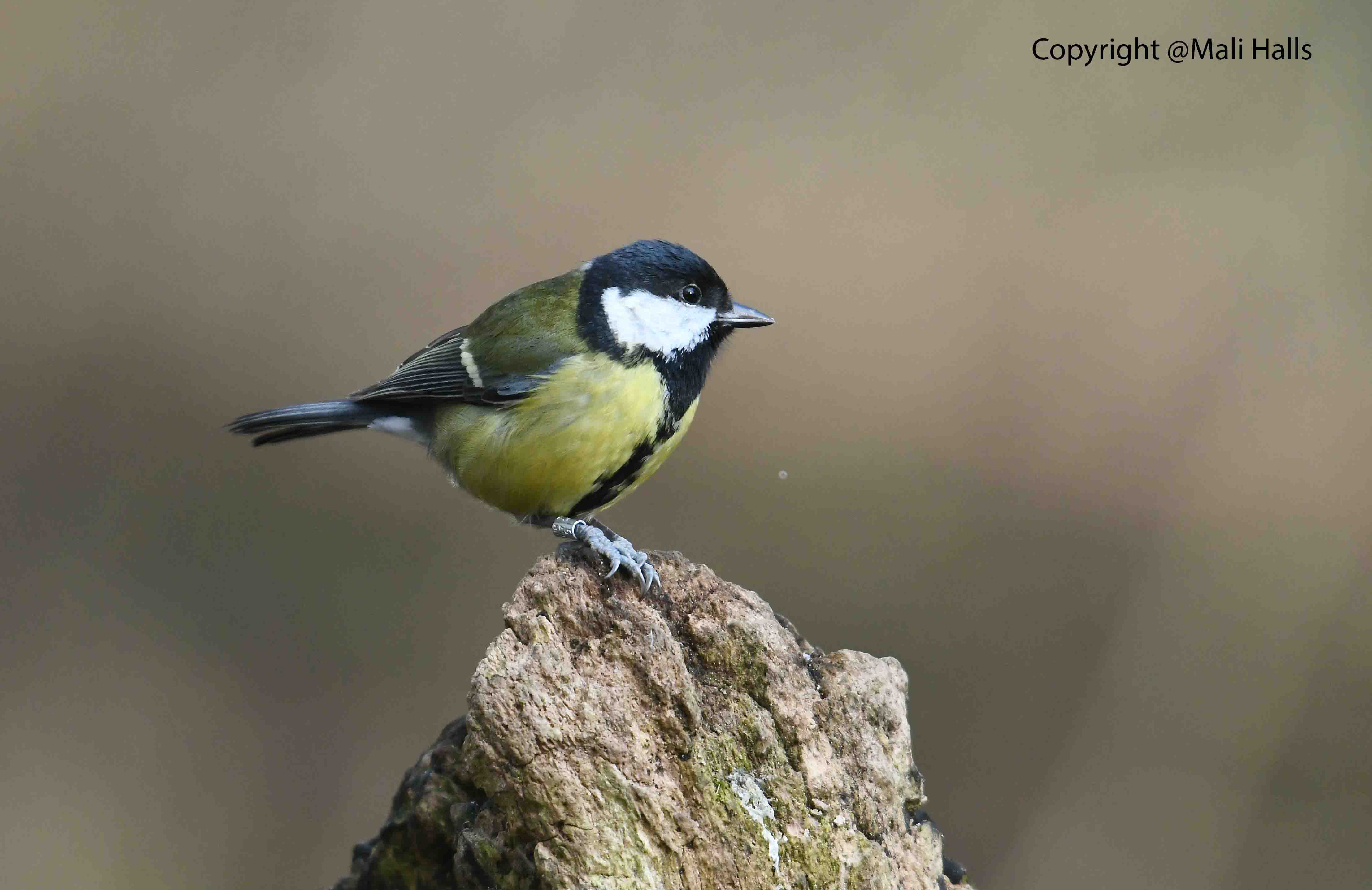 Great Tit 2615.jpg