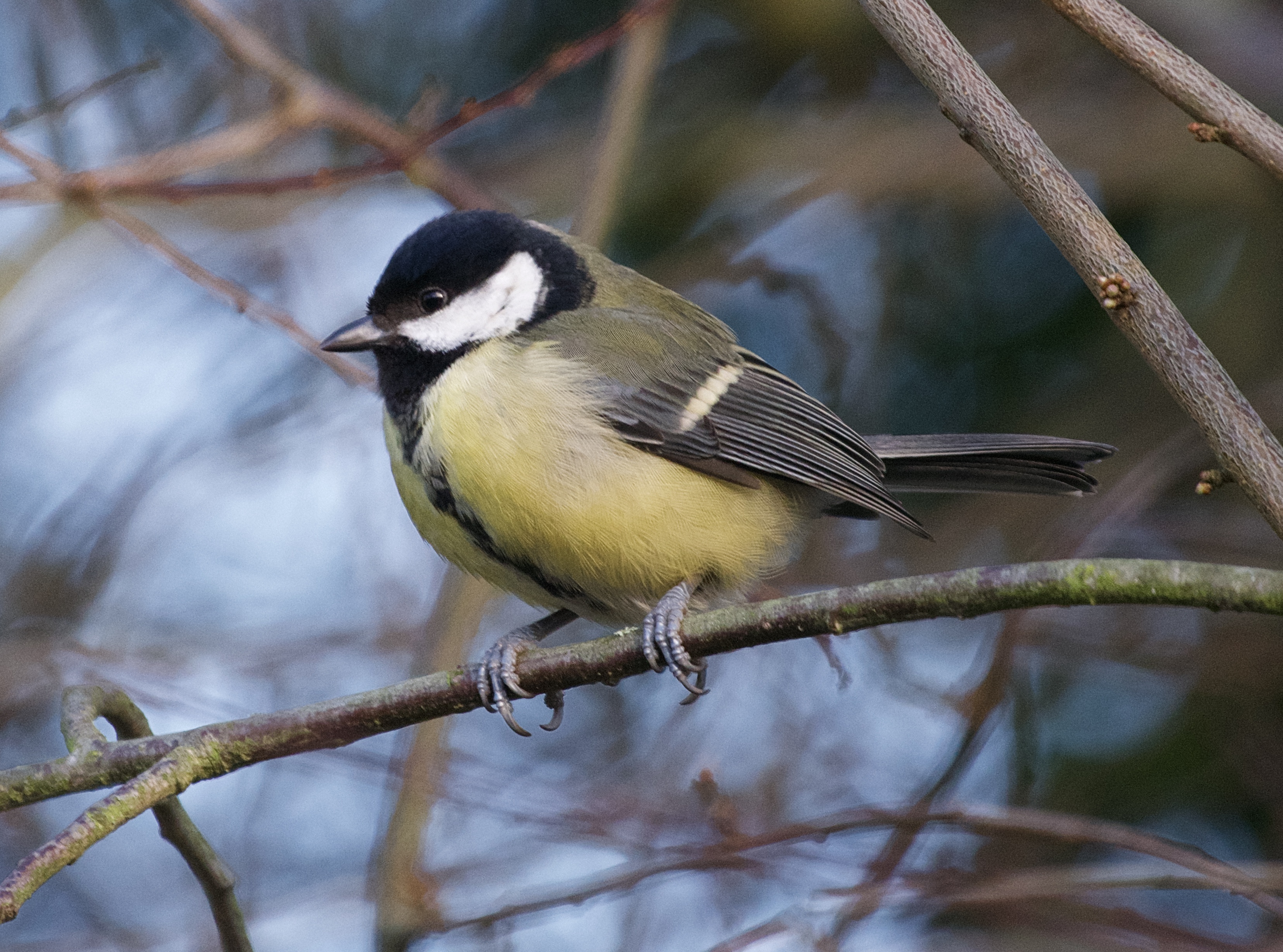 Great Tit.jpeg