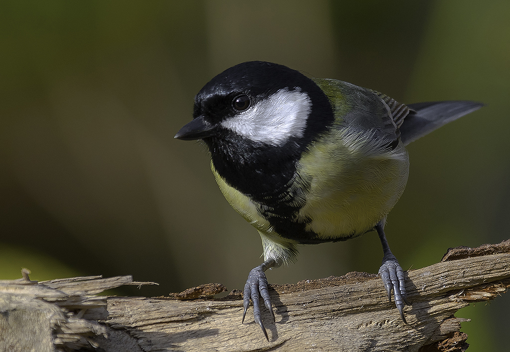 Great tit (Parus major)