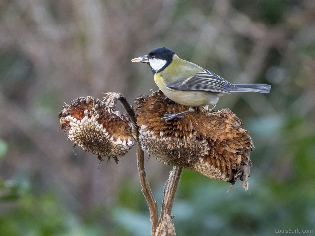 Great tit with sunflower seed
