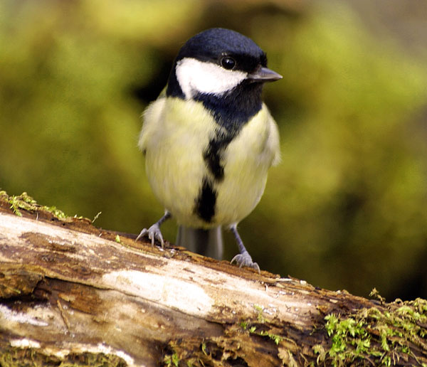 Great-Tit