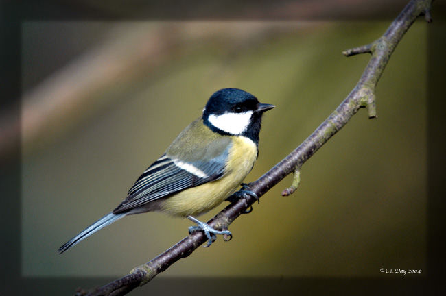 Great Tit