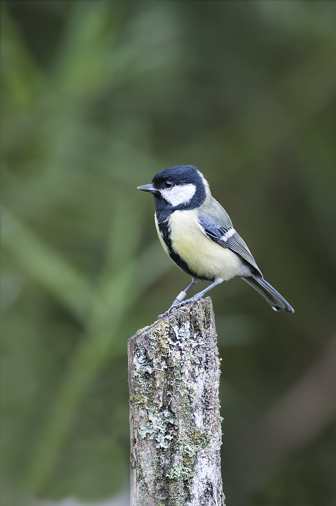 Great Tit