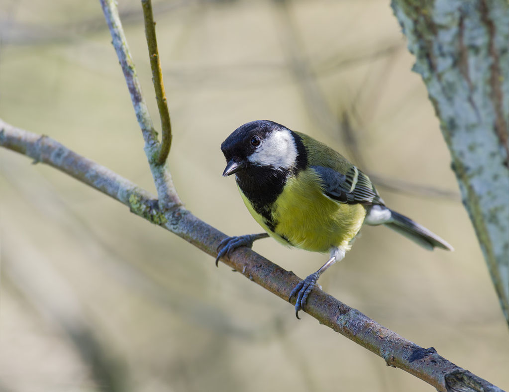 Great Tit