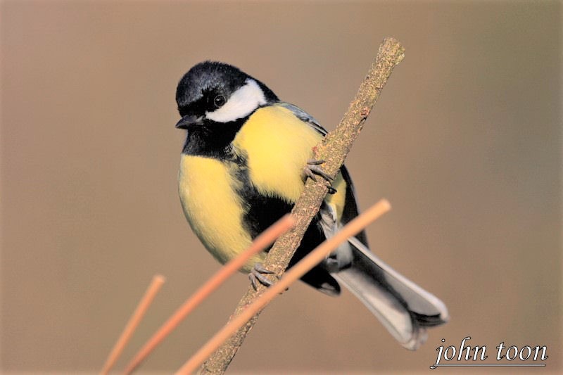 great tit