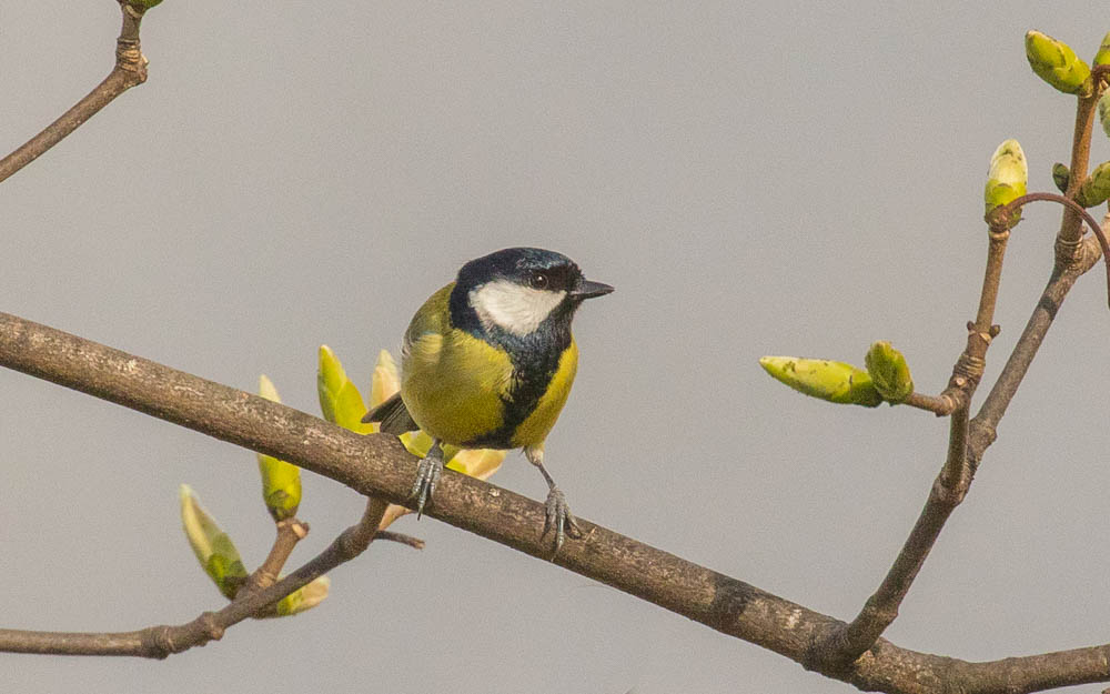 Great Tit