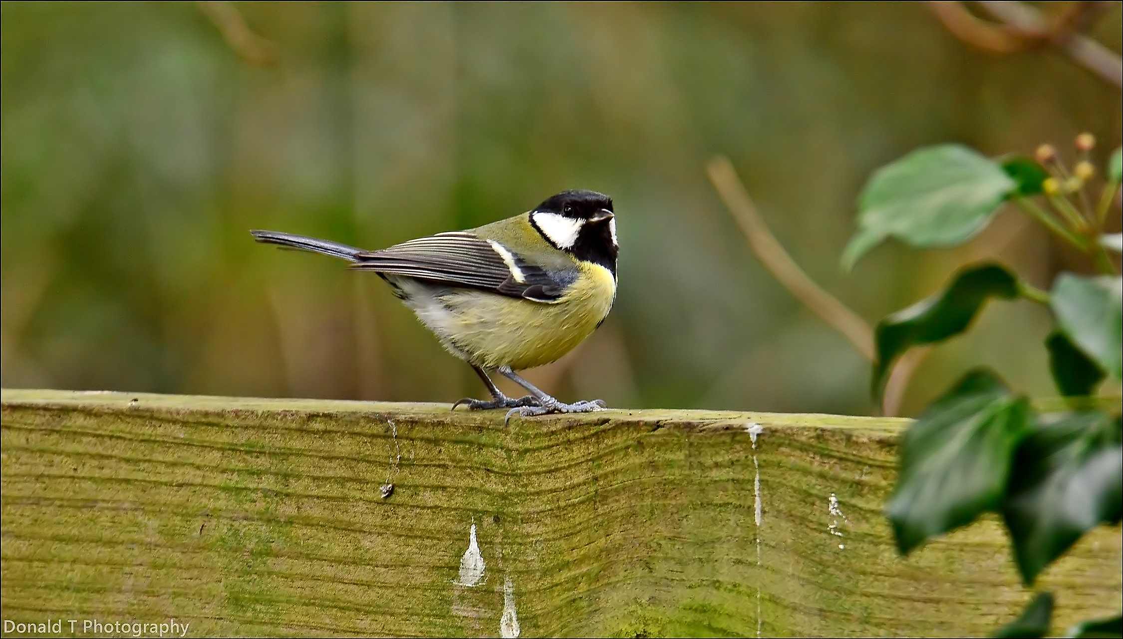 Great Tit.