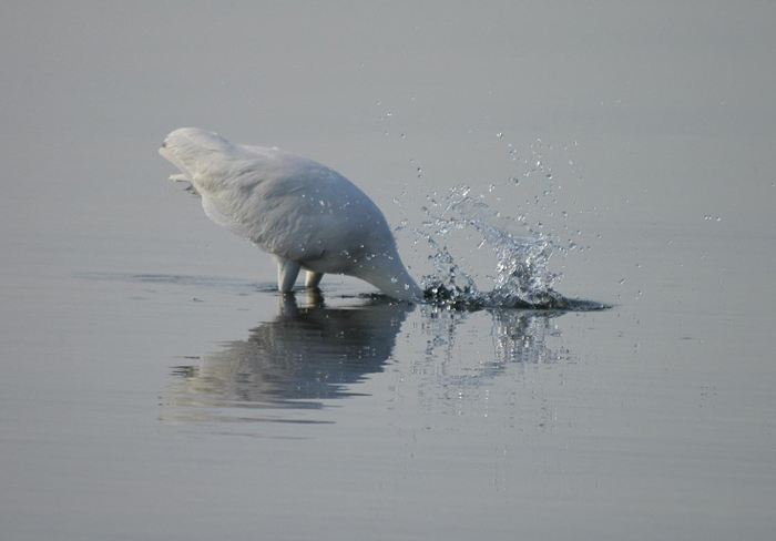 Great White Egret Fishing