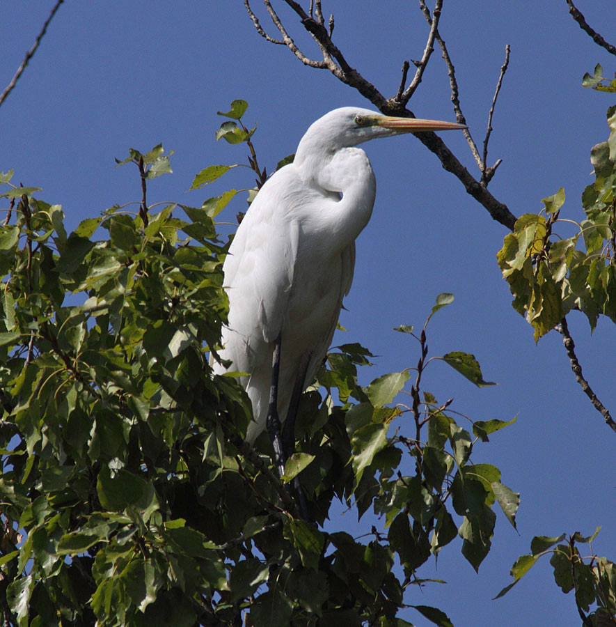 Great white egret