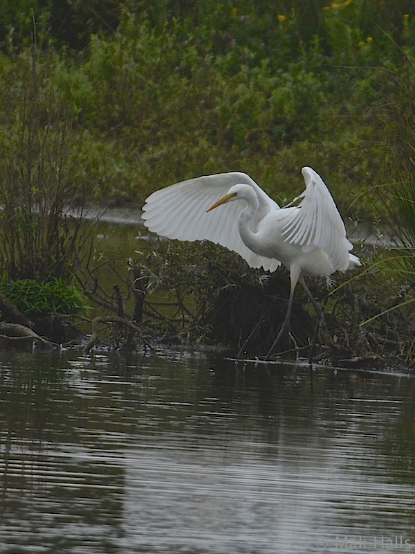 Great White Egret