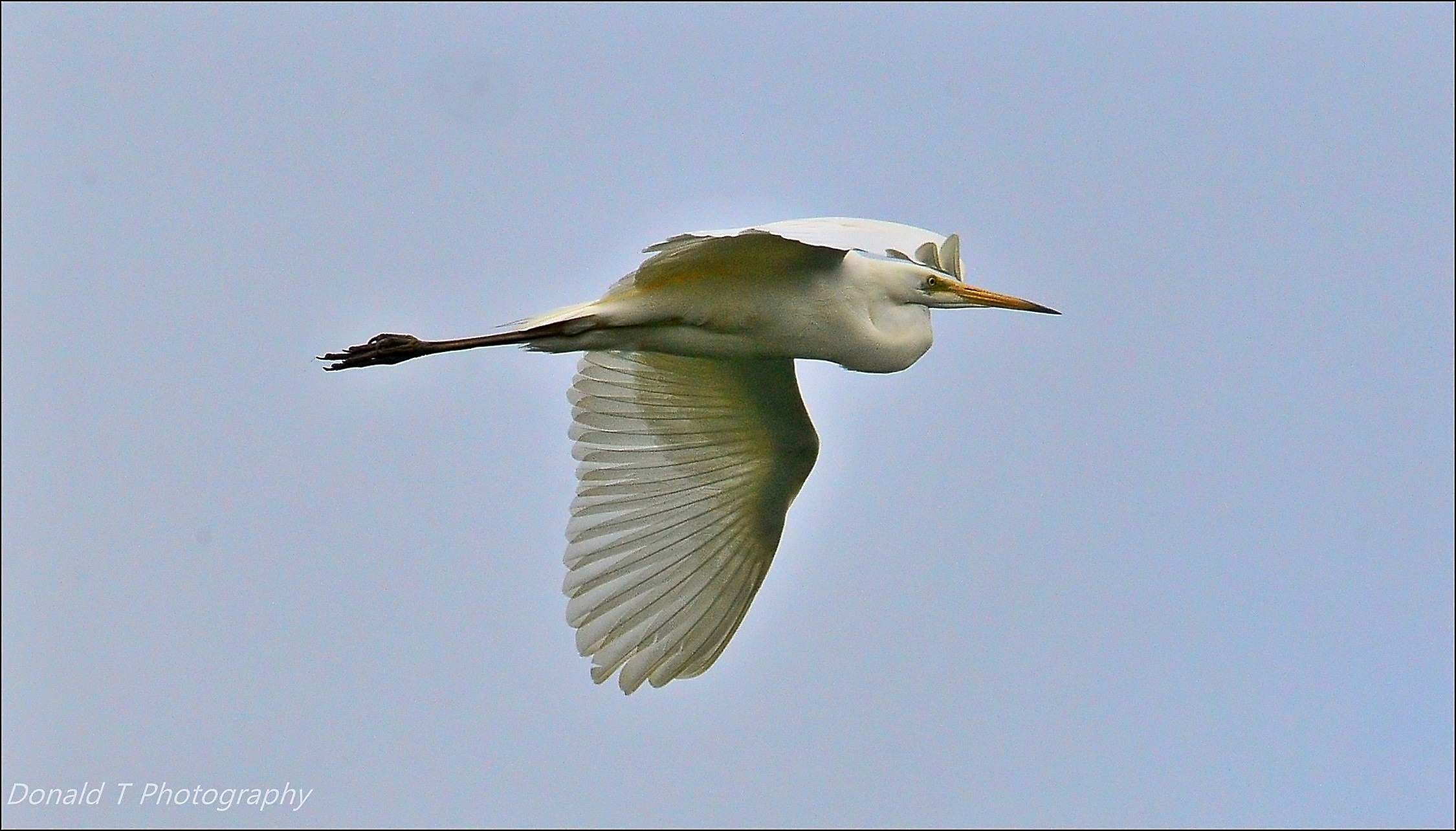 Great White Egret