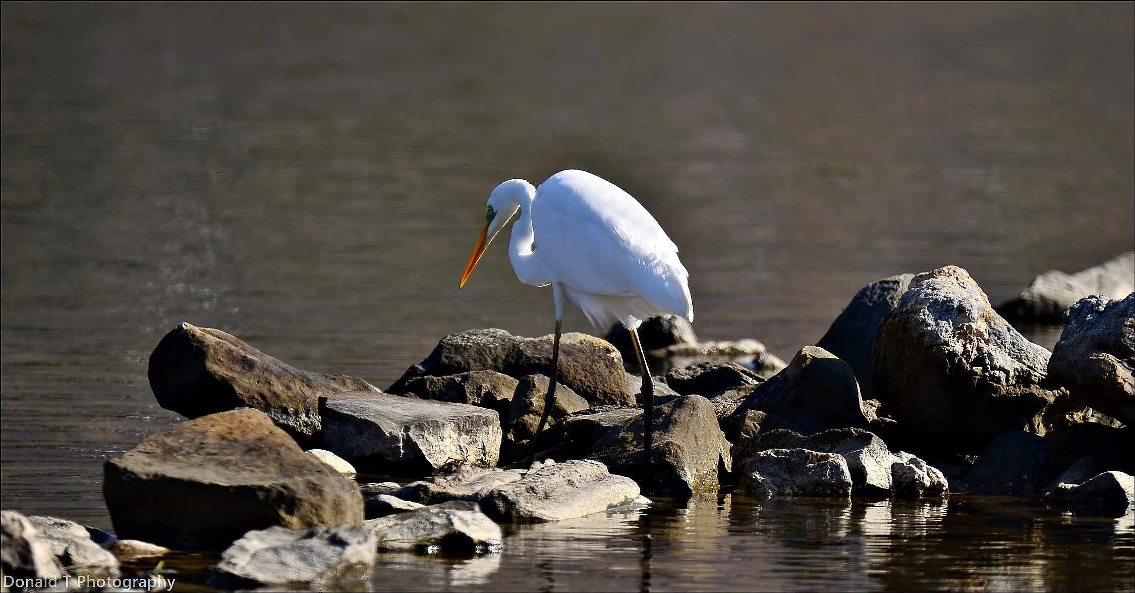 Great White Egret.