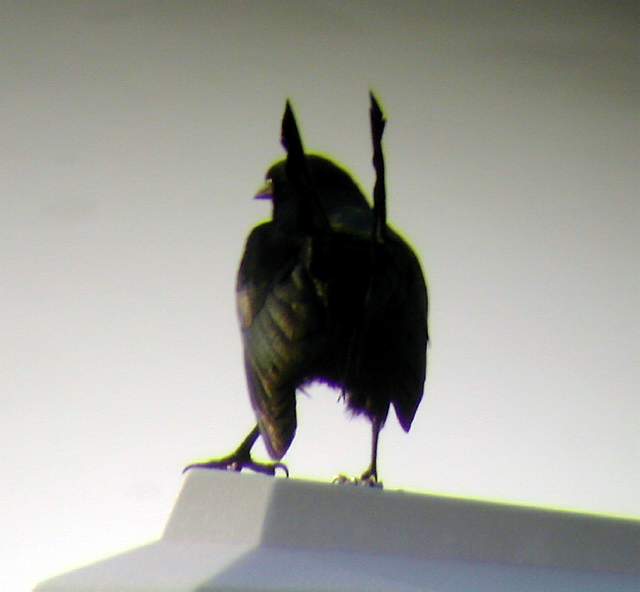 Greater Antillean Grackle