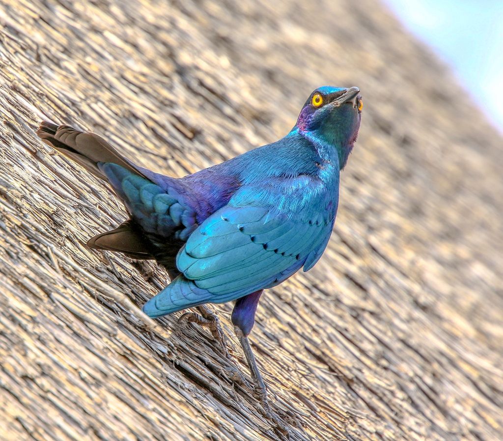 Greater Blue-eared Starling