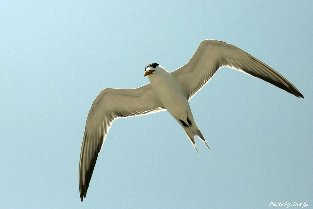 Greater crested tern