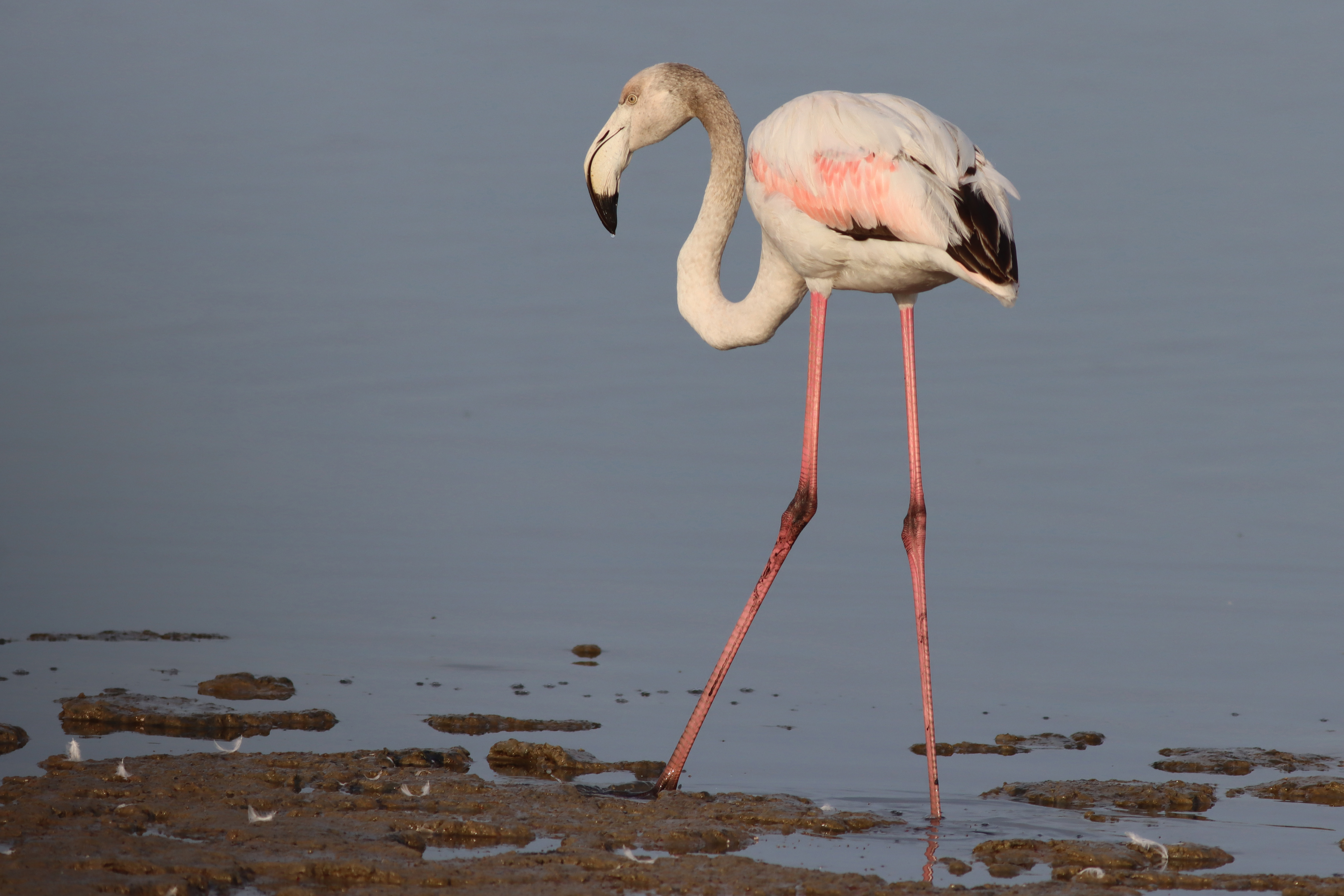 greater flamingo (immature)
