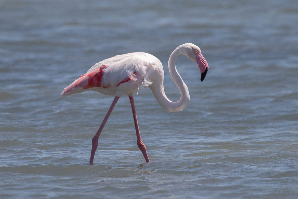 Greater Flamingo