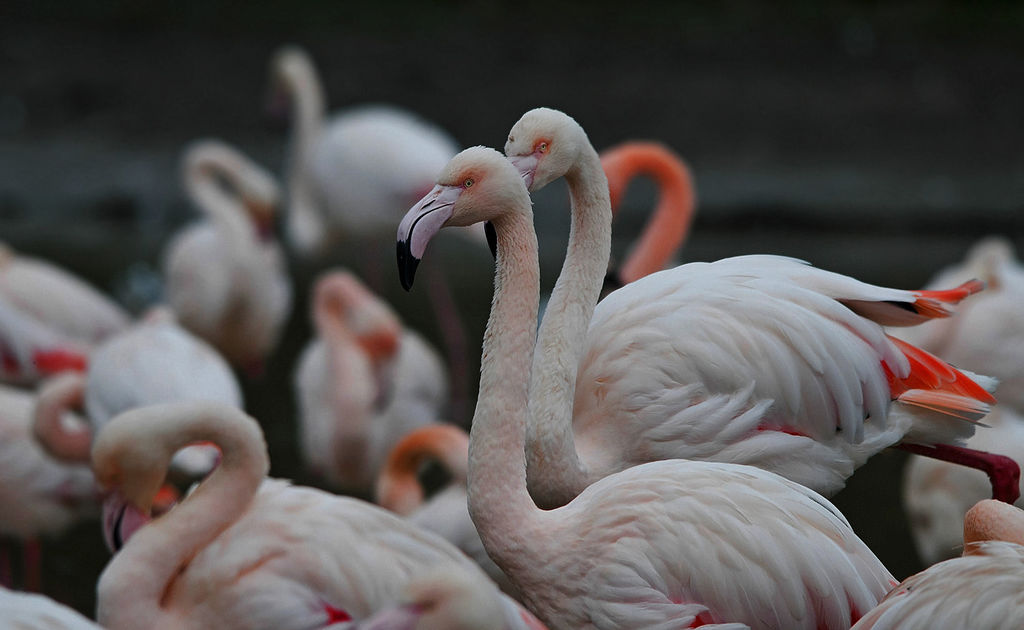 Greater Flamingo