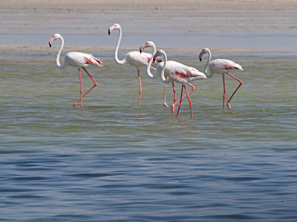 Greater flamingo